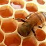 花粉症対策に、はちみつが効果的？蜂蜜は薬以上のまとめ