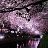 女子必見！指先も #桜 も満開に♪ 2017年春の最新桜 #ネイル まとめ！！