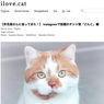 猫好きに見てほしい。可愛い猫のWEBサイト・ブログまとめ