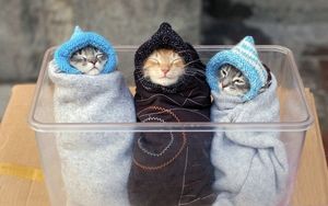 待ち受け 壁紙にしたい猫の画像100枚 おにぎりまとめ