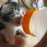赤ちゃんネコや子猫が哺乳瓶からミルクを飲むかわいすぎる画像まとめ