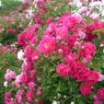 5月27日の花と❀花言葉❀蔓薔薇（つるばら）、アマリリス、雛菊（ひなぎく）・デージー