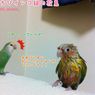 【Twitter】鳥クラスタたちが参加する謎の大会「 #水浴び濡れ自慢大会」