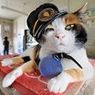 日本一有名な猫！？猫の“たま駅長”