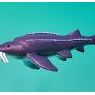 不思議な魚「チョウザメ」