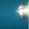 モフモフで肉球を使いながら優雅に海を泳ぐ「シロクマ」さん・・ＧｏＰｒｏカメラが収めた映像が凄い！