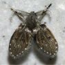【恐怖】風呂場で繁殖する蛾のような生き物の恐るべき正体