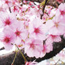 【東京都内】厳選情報★もうすぐ桜の季節！今年のお花見はレストラン&カフェで優雅に！